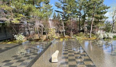 ⑯マダムの桜15景　華やぎの京都3日間　3日目の3　福田美術館