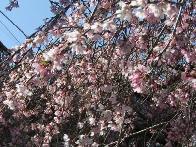 早咲きの枝垂れ桜が満開になりました
