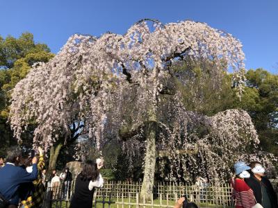 2024年3月　開花が遅れている京都の桜はどうでしょう？　その1（京都御苑と祇園の桜）