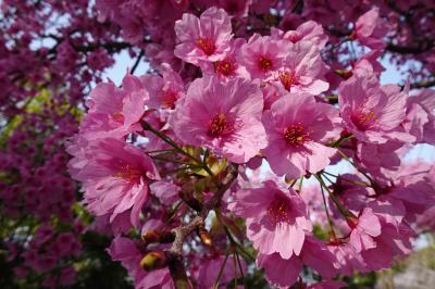 ソメイヨシノより先に満開になる平和の使者・陽光桜が綺麗に咲いていた松山城