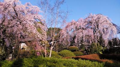 2024年3月30日川越中院と喜多院の満開のしだれ桜にエドヒガン桜、ソメイヨシノの開花も始まりました