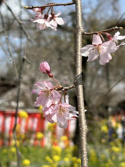 平野神社の桜