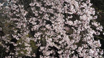 ソメイヨシノはまだ咲かず　馬場桜は満開【小石川後楽園】