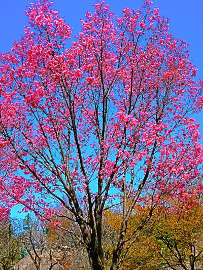 東京都立小金井公園-1　桜の園を訪ねて　陽光/寒緋桜/寒桜咲く　☆染井吉野は蕾膨らみ