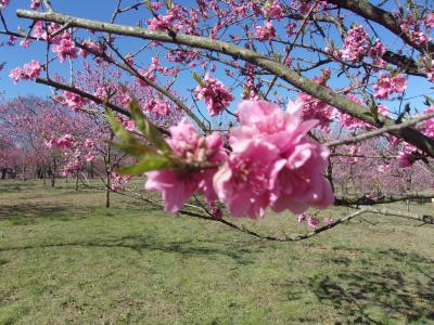 花桃と梅・桜を求めて、青春18きっぷ①で茨城の旅