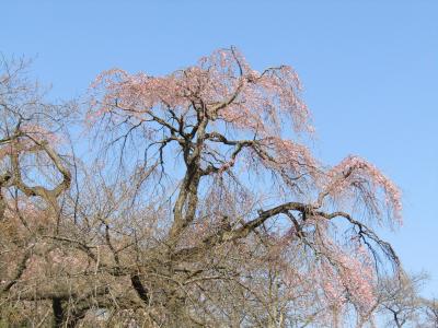 西林寺の枝垂れ桜が開花しました