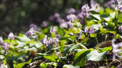 カタクリ群生地　かたくりの里から草戸山へ。