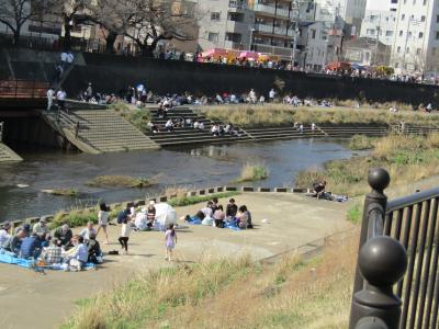 枯れ木も山の賑わい？ー柏尾川