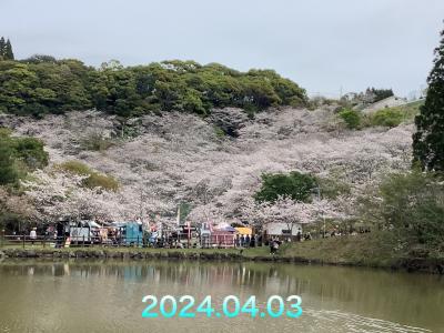 観音ケ池市民の森の桜を