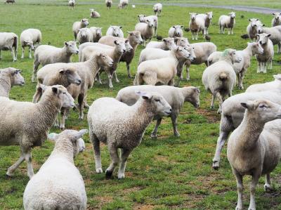 ニュージーランドで羊に絡まれる、氷がないのにリュージュ！ロトルア編 day3。