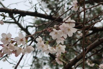 ホテル若水で湯ったり春を感じる旅