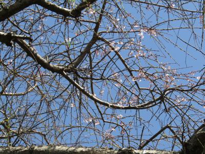 大町の枝垂れ桜が開花しました