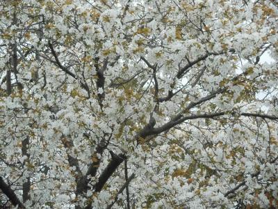 ２０２４年３月～４月　山口県・山陽小野田市　須恵健康公園の桜の移り変わり