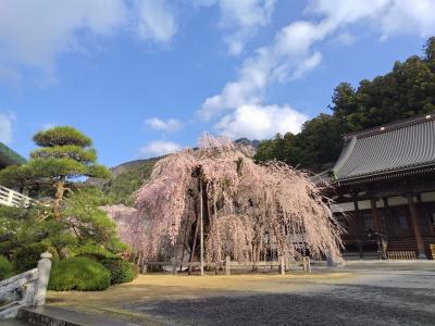 枝垂れ桜を見に久遠寺へ