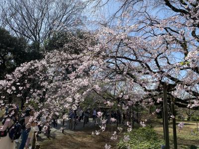 2024年3月　3/30の六義園のしだれ桜