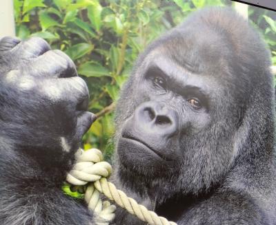 イケメンゴリラに会いに行こう！　名古屋・東山動植物園