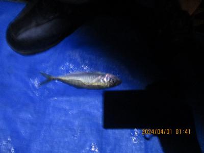 豊浜釣り桟橋　４月アジの釣果をみて４月下旬サヨリ来る５月海側でグレ