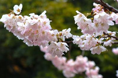 桜の香り漂う？古都京都で世界遺産を巡る① 平等院、京都駅、下鴨神社界隈