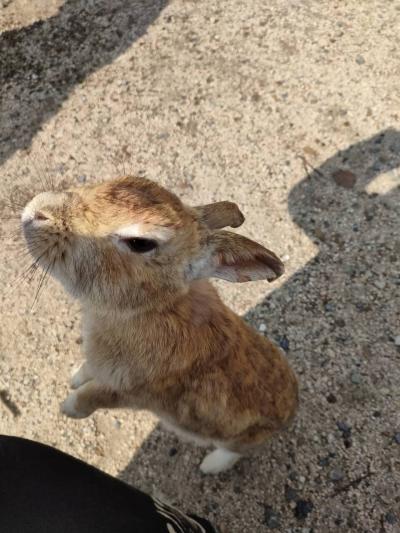 広島の大久野島へ、うさぎに会いに行く旅