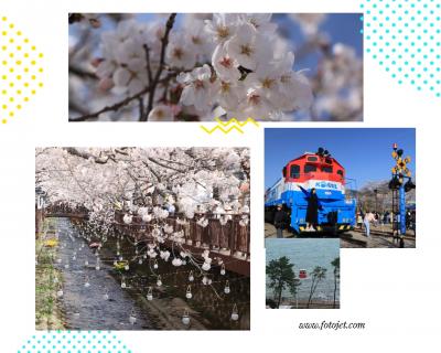 2024sakuraシリーズ１　桜咲く美しき釜山に泊まって、桜の名所と歴史を訪ねる４日間♪　前編