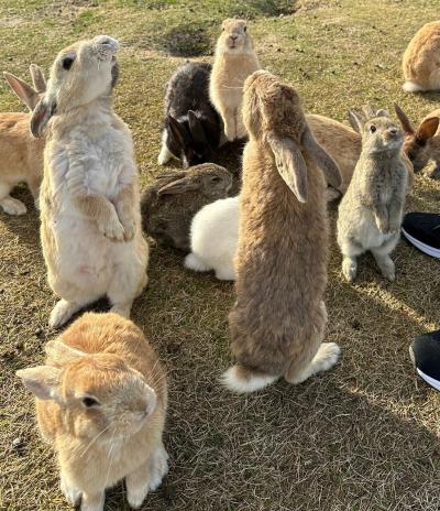 あ～残念！まだ桜が咲いてなかった広島旅行　〘大久野島編〙