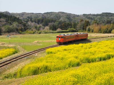 久々の房総ツーリング～復活した菜の花畑を見にいってみた