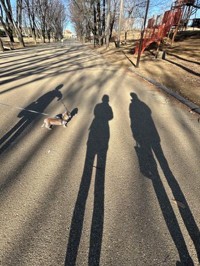 2024年1月 我家の還暦犬(13才5ヶ月)健在@南町田グランベリーパークのお隣、鶴間公園！