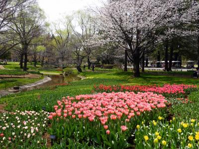 Flower Festival 2024 in 昭和記念公園