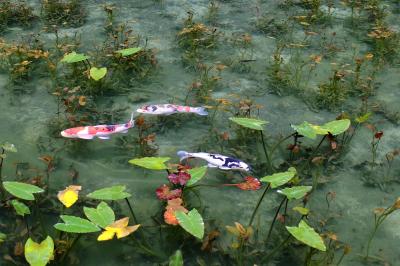 「モネの池と創作料理・葉菜」夫婦のバスツアー
