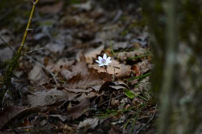 春の訪れ..春を告げる妖精とも呼ばれる可憐な花・雪割草　