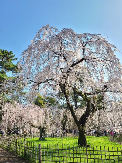 京都の桜と明日香の古墳