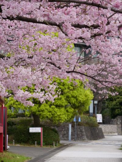 2024年桜開花状況&#9825;国立劇場前②