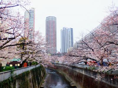 Ｅ　ＡＰＲ　２０２４　　「プチ花見・・・・・②神田上水公園」