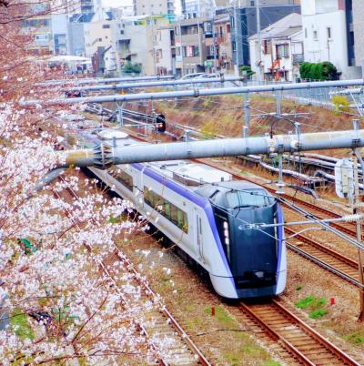 Ｅ　ＡＰＲ　２０２４　　「プチ花見・・・・・①東中野駅近く歩道橋」