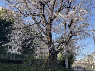 桜　定点観測　2024