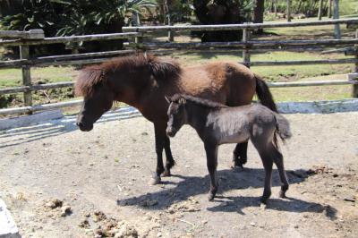 開聞山麓公園でトカラ馬の赤ちゃんと初逢瀬後2つの展望台から絶景を楽しむ