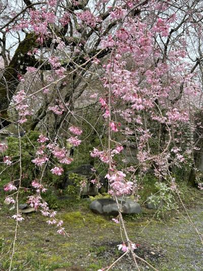 佐野藤右衛門さんの桜