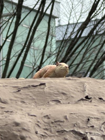 福井にマリオット系列のホテルが出来たので②