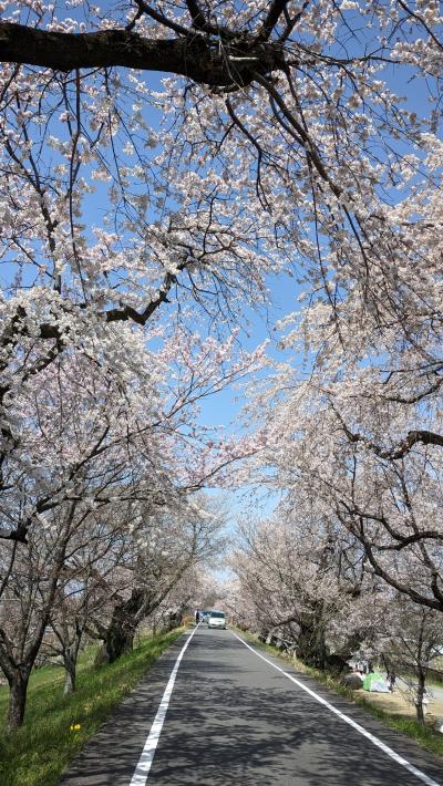 木曽川堤の満開の桜（国の名勝・天然記念物）と岡崎 八丁味噌工場見学（青春18きっぷ旅②）