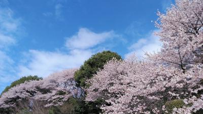 2024年4月3日～宇都宮は隠れた桜の名所ですね！しだれ桜、エドヒガン桜、ソメイヨシノ、宇都宮泊