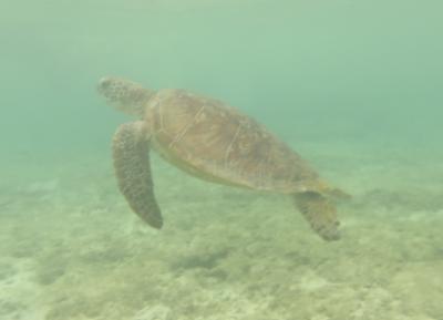 2024年の沖縄第2弾　海開き　弾丸旅