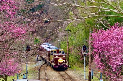 雨の合間に花を愛でる②～わたらせ渓谷鉄道の花桃～（群馬・栃木）