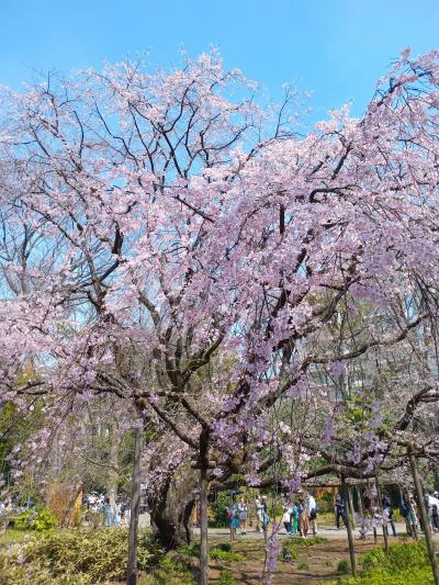 東京２０２４桜　【１】六義園