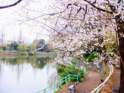 Ｅ　ＡＰＲ　２０２４　　「プチ花見　Ⅱ・・・・・②武蔵関公園」