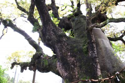 薩摩武士が生きた街志布志麓散策　山宮神社で大楠からパワーをもらってからイタリアントマトでランチ