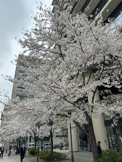 2024年春、&quot;丸の内&quot;～&quot;皇居のお堀端&quot;～&quot;神保町&quot; まで街歩き① &quot;神田 博報堂旧本社跡地界隈&quot; の桜は、既に満開だった！