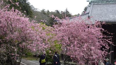 桜花道の建長寺、花海棠の妙本寺