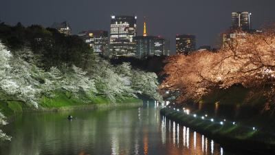 2024年度　満開の千鳥ヶ淵の桜