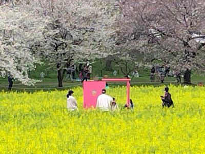 幸手権現堂の桜まつりは桜と菜の花のコラボ☆2024年4月