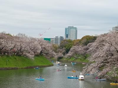 東京２０２４桜　【３】千鳥ヶ淵